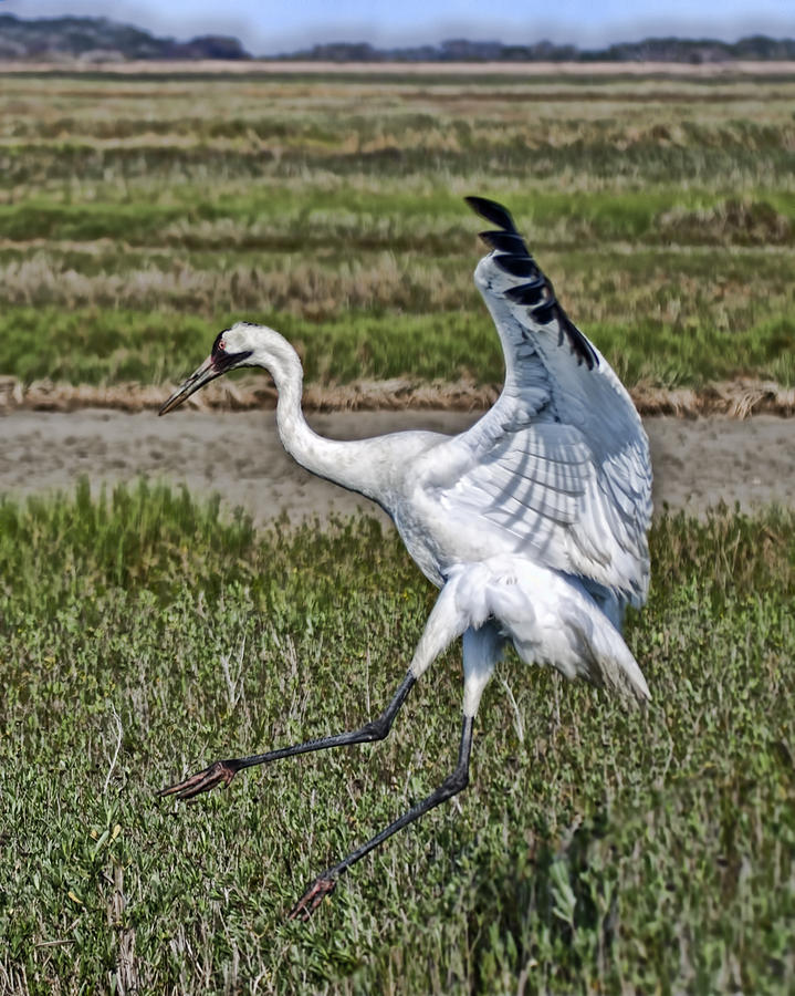 Leaping Whooping Crane Photograph by Gregory Scott