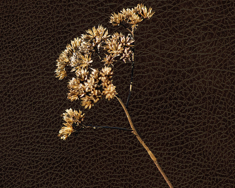 Leather And Weed Photograph by Rick Friedle Fine Art America