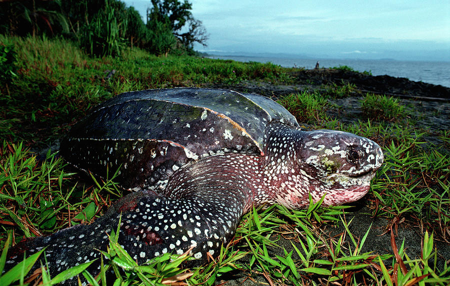 Leatherback Sea Turtle  #1 Photograph by Mike Parry