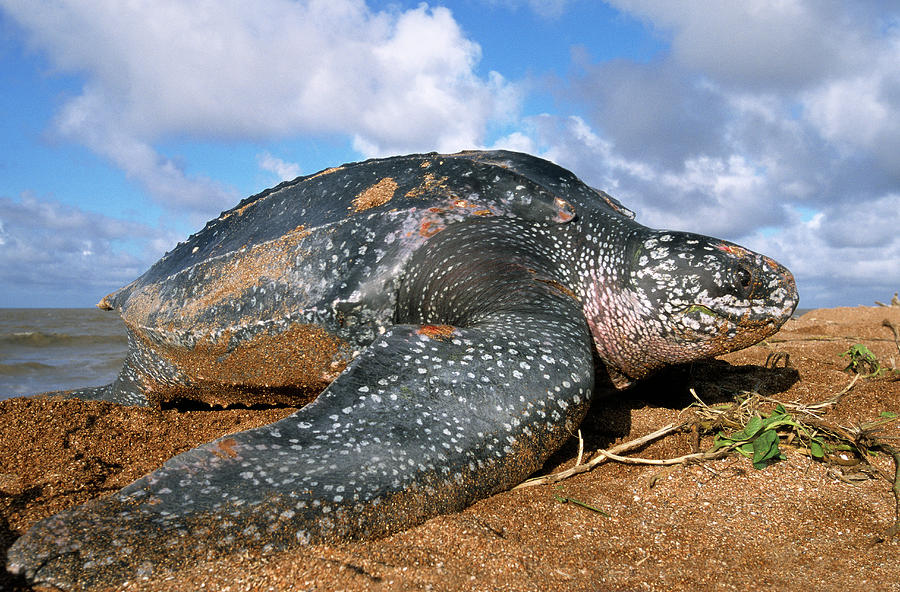 Leatherback Sea Turtle Dermochelys Photograph by SA Team