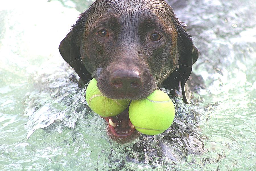Chocolate Labrador Photograph - Leave No Ball Behind by Sheila Wedegis