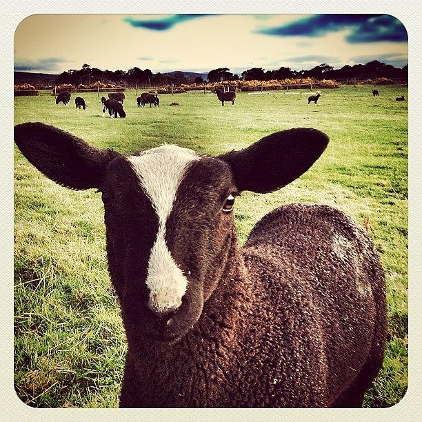 Sheep Photograph - Leave While You Can... #sheep #lamb by Robert Campbell