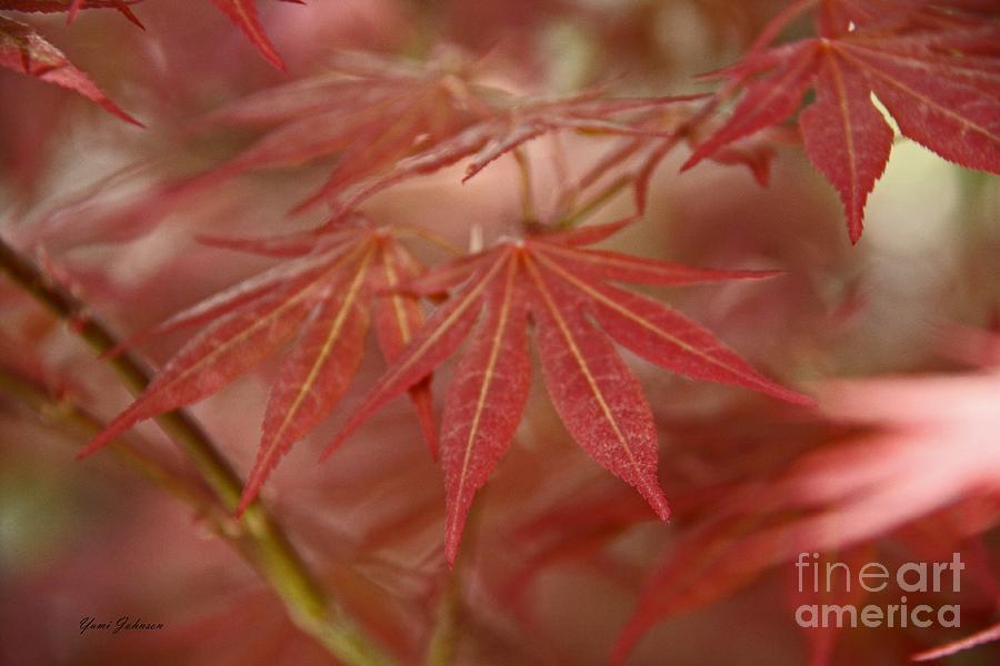 Leaves abstract 4 Photograph by Yumi Johnson