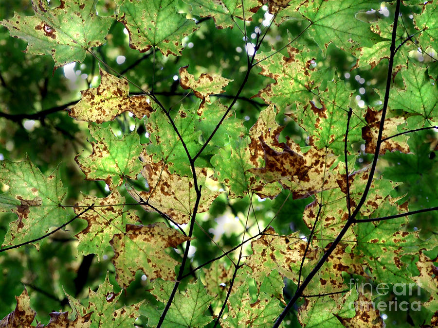Leaves Aglow Photograph Photograph by Kristen Fox