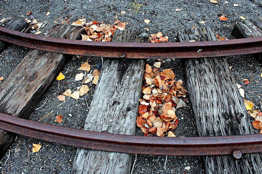 Leaves Along the Track Photograph by Jo Sheehan