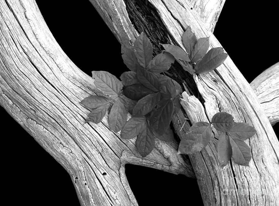 Leaves And Driftwood Bw Photograph