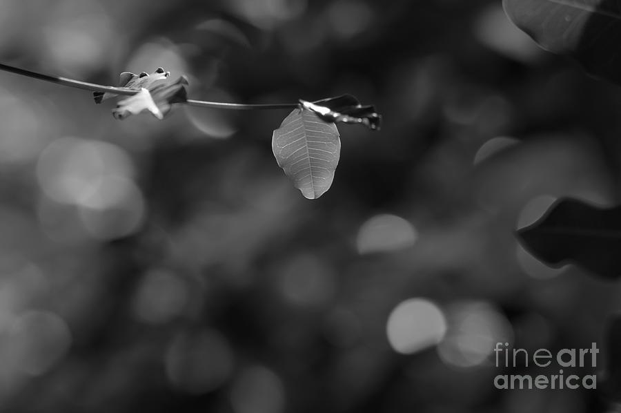 Leaves And Light Photograph by Dariusz Gudowicz