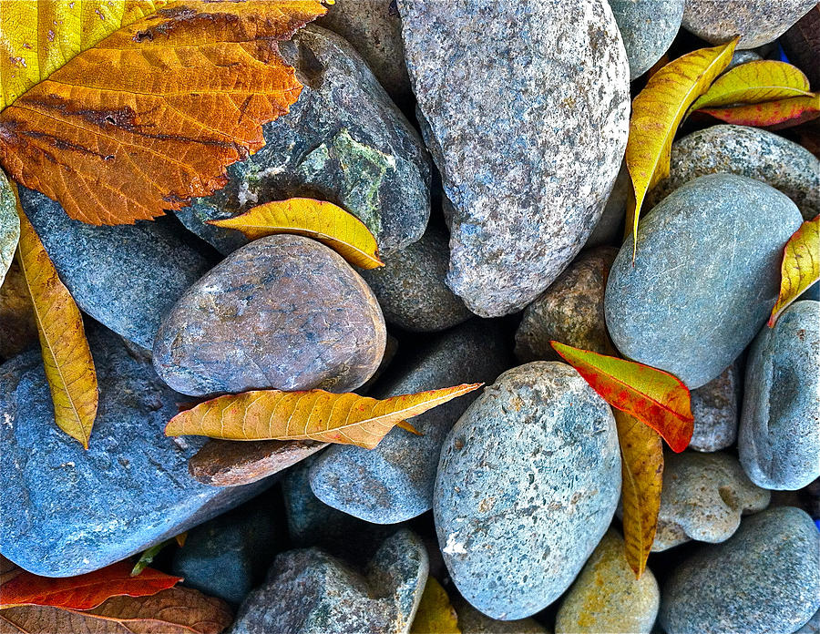 Leaves And Rocks Photograph by Bill Owen