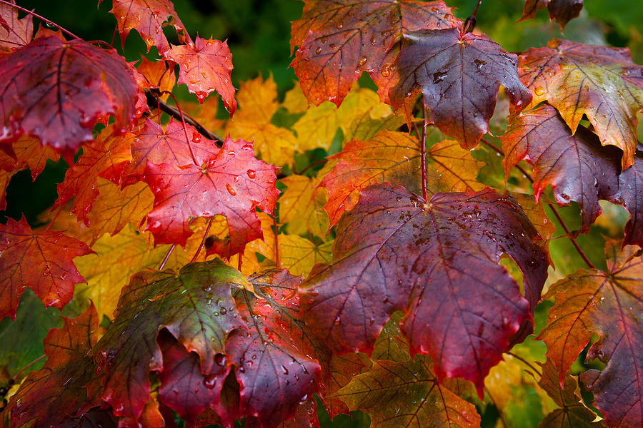Leaves at Peak Color Photograph by David Patterson