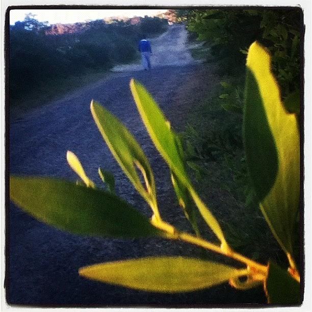 Beach Photograph - #leaves #bush #pathway #pretty #beach by Pictures 🌺 Photos 📷