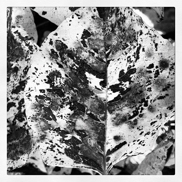 Flower Photograph - Leaves Bw by Susan Smela