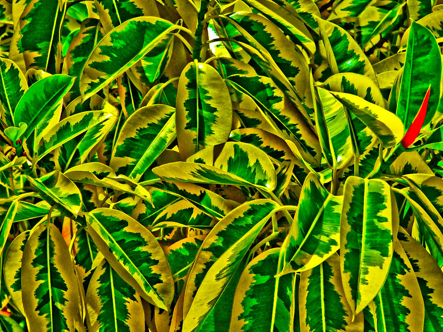 Leaves Photograph - Leaves by Dennis Wilson