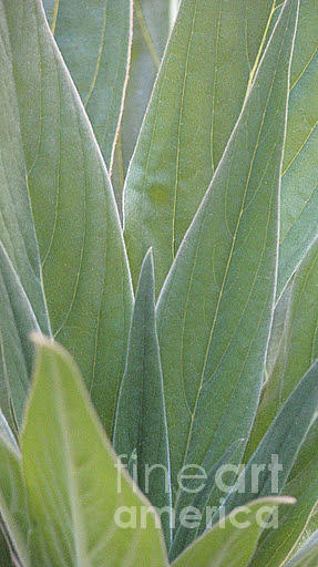 Leaves detail Photograph by Morgan Wright