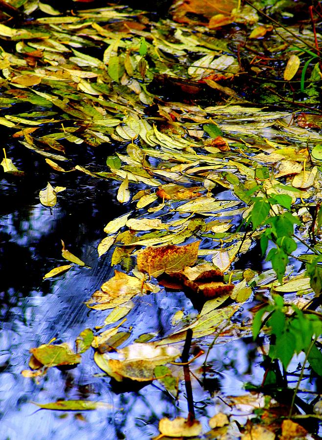 Leaves In An Autumn Stream Photograph by Lori Seaman