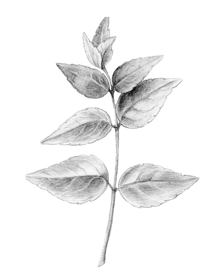 Leaves in Black and White Drawing by Julia Fine Pixels