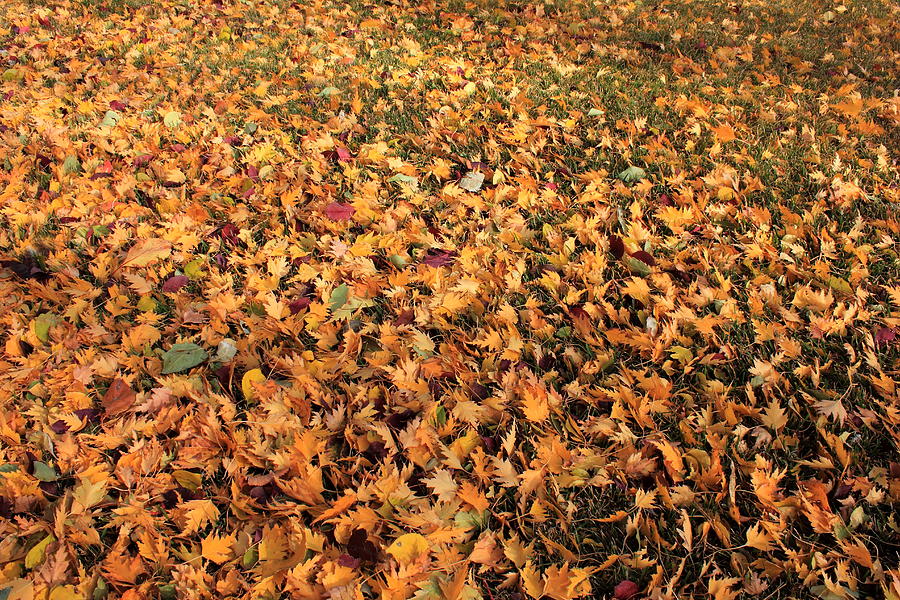 Fall Photograph - Leaves in Grass by Jim Sauchyn