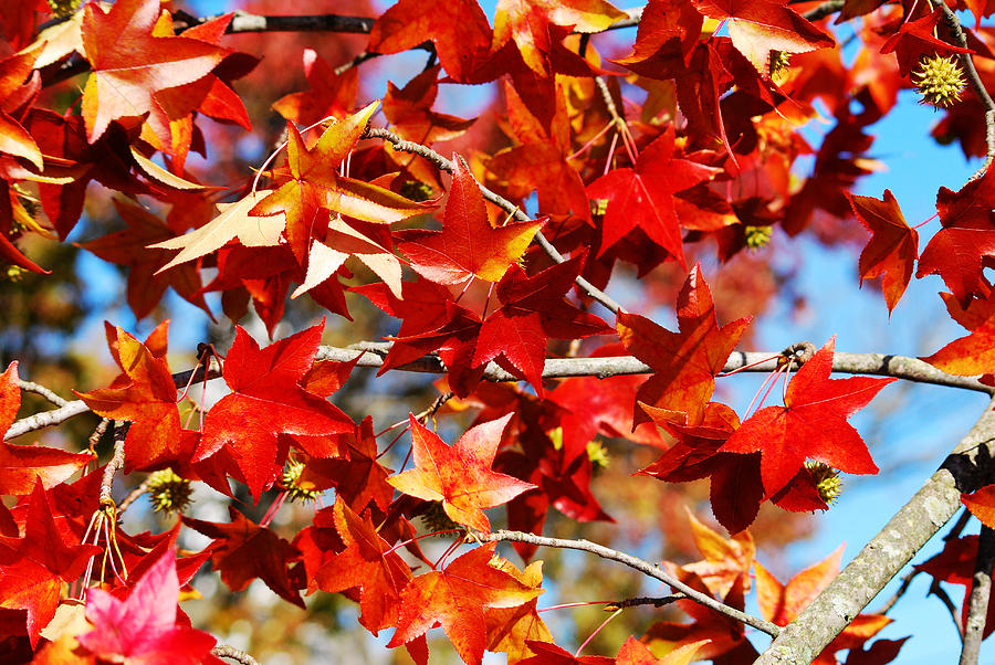 Leaves of Autumn Photograph by Lori Tambakis