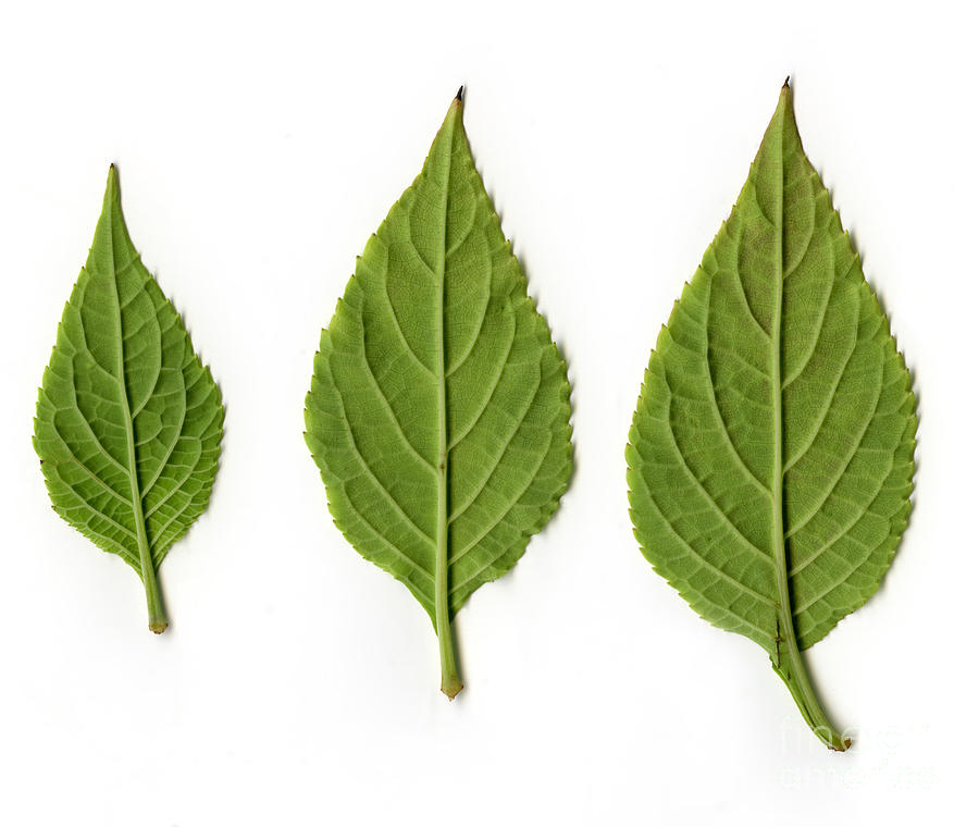 Leaves Of Diviners Sage, Underside View by Ted Kinsman - Fine Art America