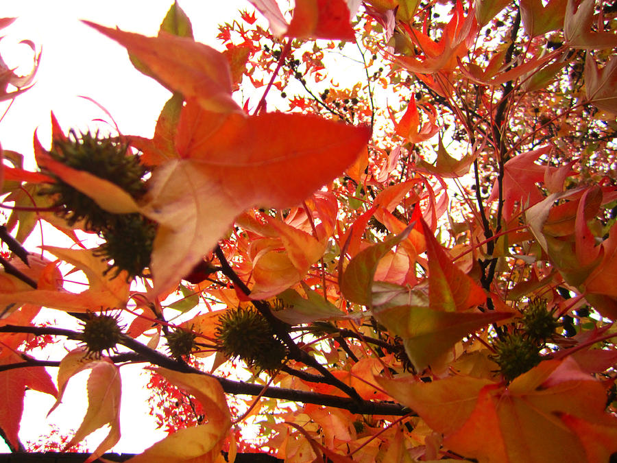 Leaves of Fire Orange Photograph by Kym Backland