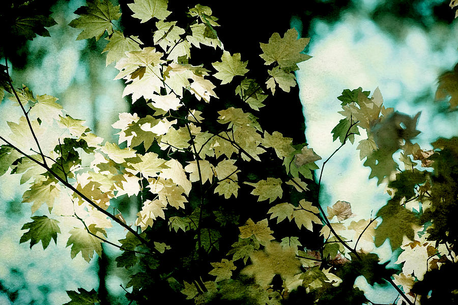Leaves of Gold Photograph by Bonnie Bruno