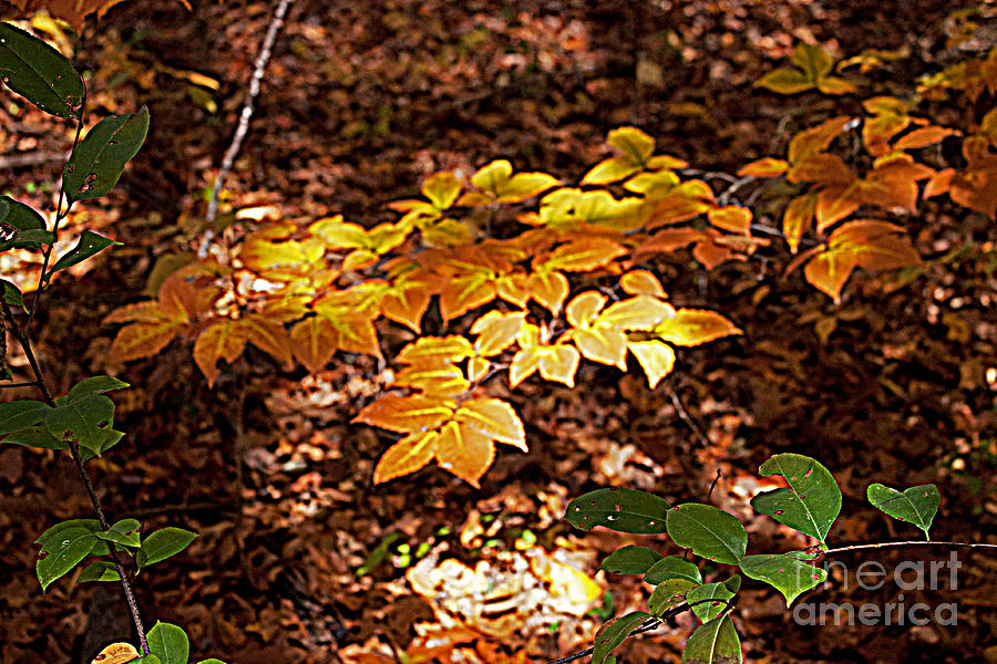 Fall Photograph - Leaves of Gold by Robert Sander