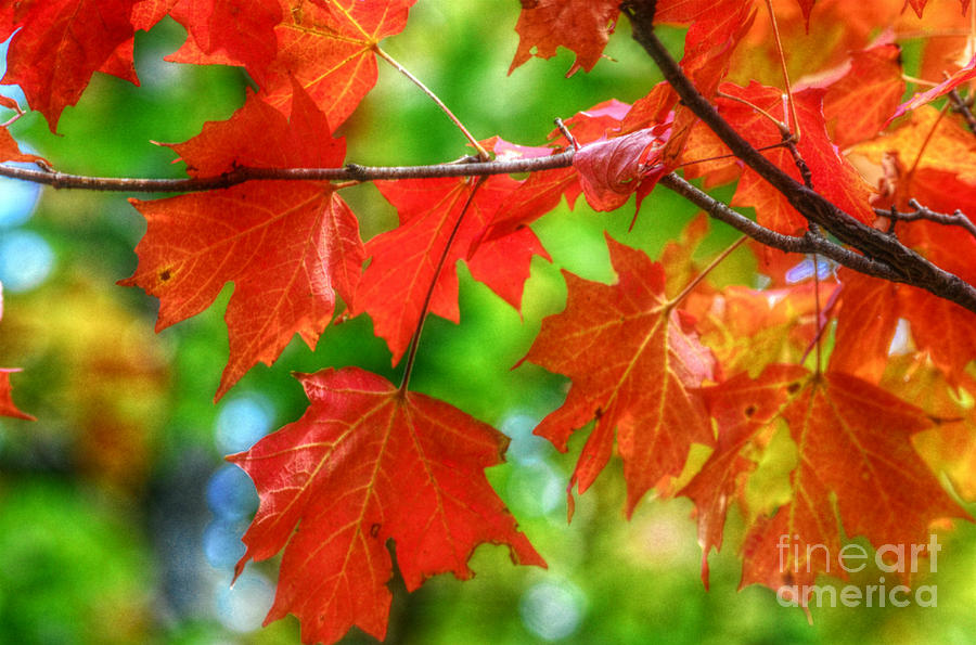 Leaves of Red Autumn Vivid Colors Photograph by Peggy Franz