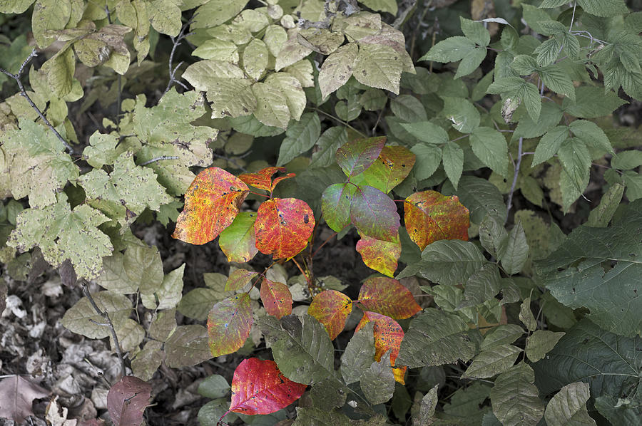 Nature Photograph - Leaves of Three   Let it Be by Elaine Mikkelstrup