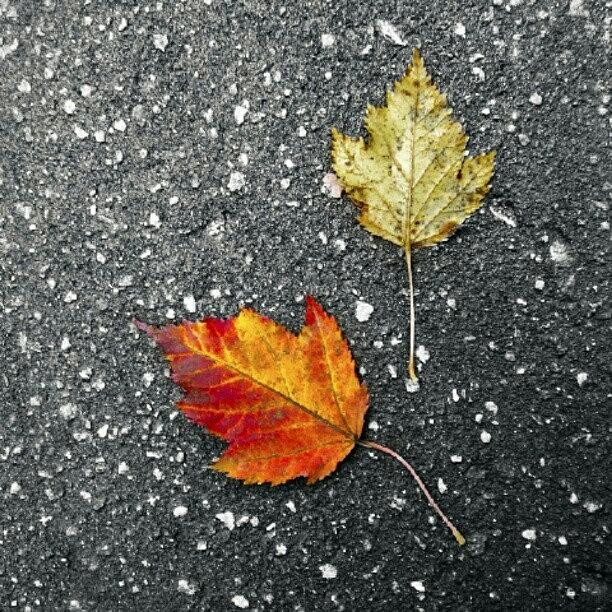 Fall Photograph - Leaves On Asphalt #autumn #fall #leaf by Andrey Suchkov