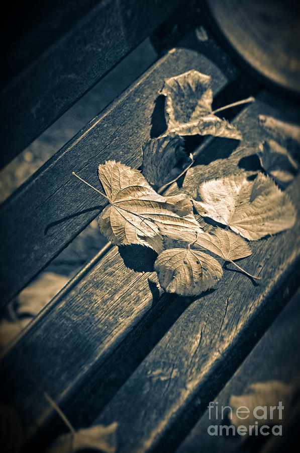 Fall Photograph - Leaves on bench by Silvia Ganora