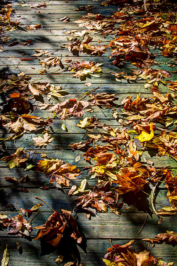 Leaves on the Boardwalk Photograph by David Patterson