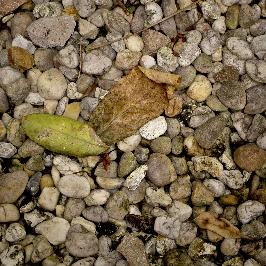Leaves on the Rocks Photograph by David Coblitz