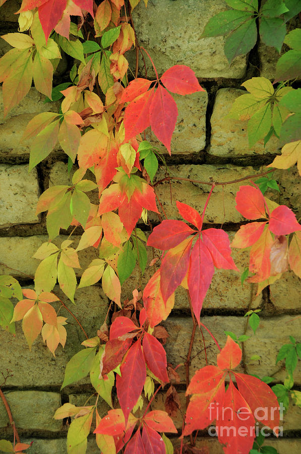 Leaves on wall Photograph by Ronald Grogan