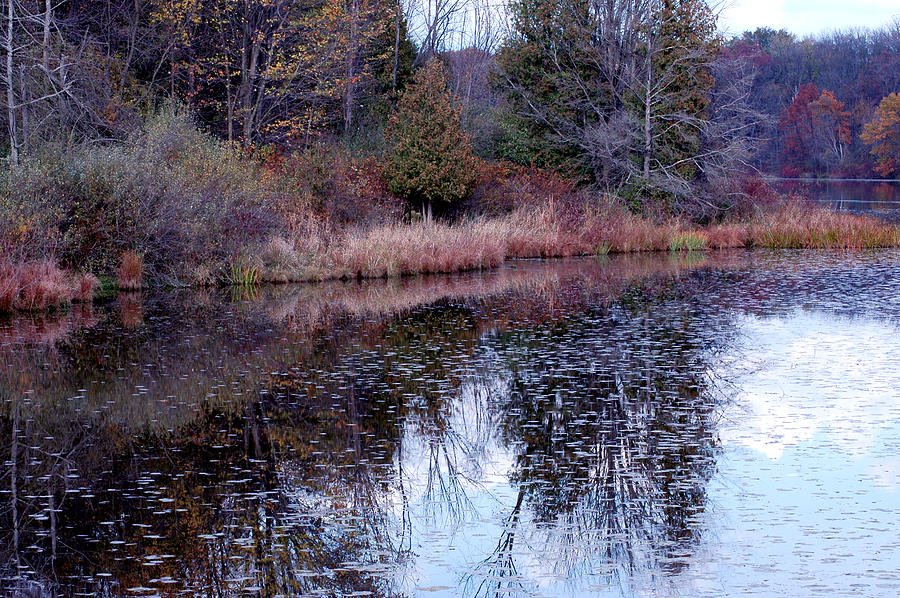 Leaves on Water Photograph by LeeAnn McLaneGoetz McLaneGoetzStudioLLCcom