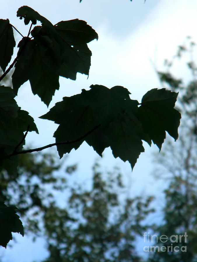 Nature Photograph - Leaves Silhouette by Cat Rondeau