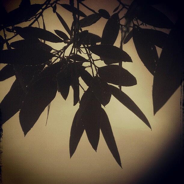 Leaves Photograph - #leaves #silhouette by Dahlia Ambrose