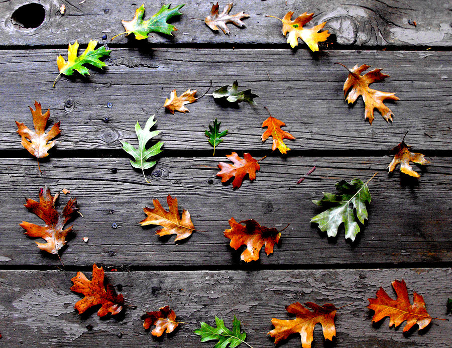 Fall Photograph - Leaves by Skye Zambrana