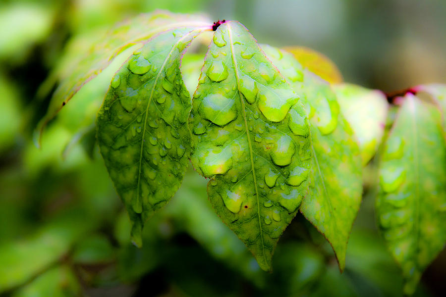 Leaves With Water Drops Photograph by Lee Santa