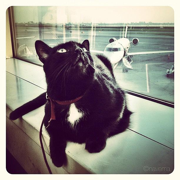 Cat Photograph - Leavin On A Jet Plane by Natasha Marco