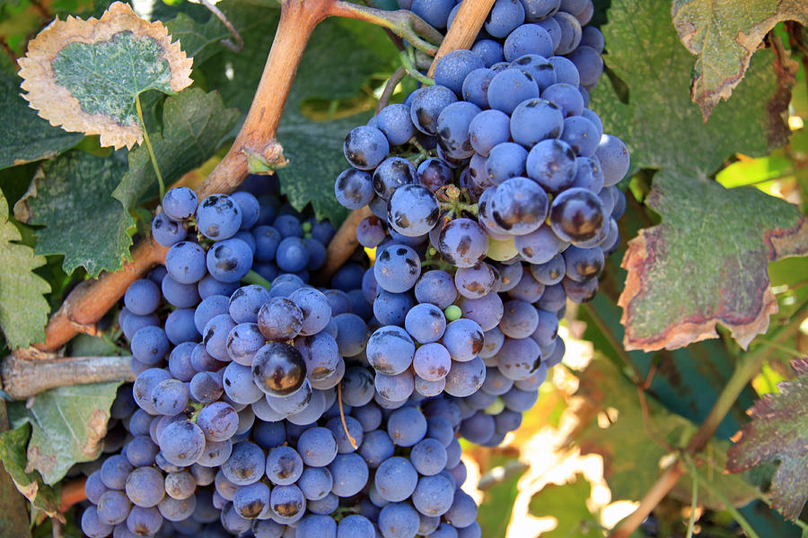 Lebanese grapes Photograph by Mollie Jax - Fine Art America