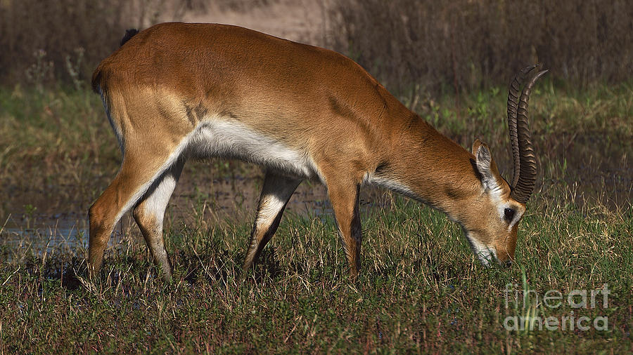 Lechwe antelope Photograph by Mareko Marciniak