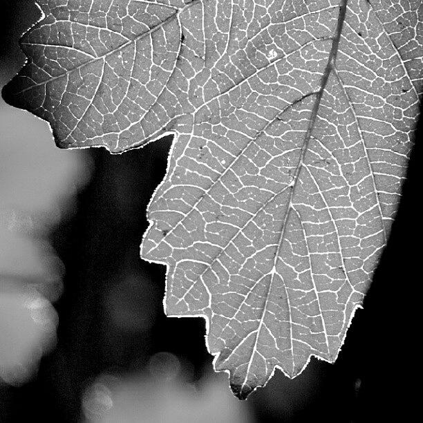 Leef Light Black And White Photograph by James Granberry