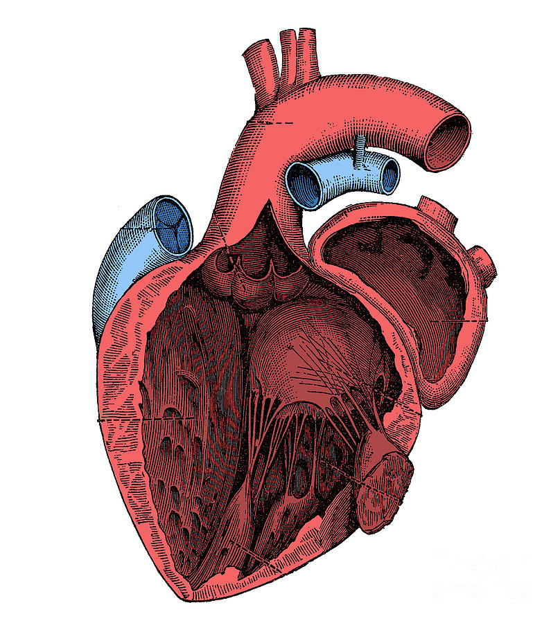 Left Side Of The Heart Photograph by Science Source