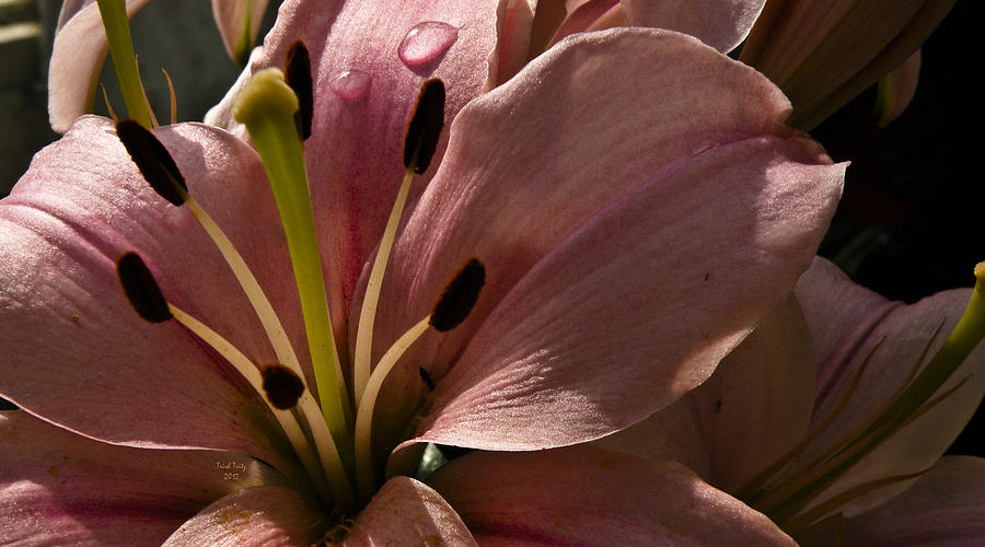 Leftover Lily Photograph