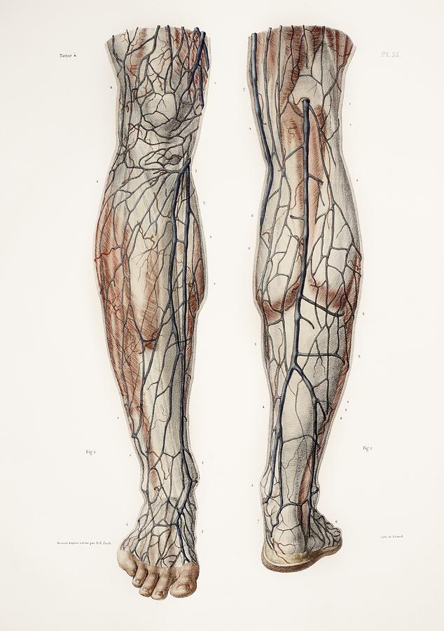 Leg Anatomy, 19th Century Illustration Photograph by - Fine Art America