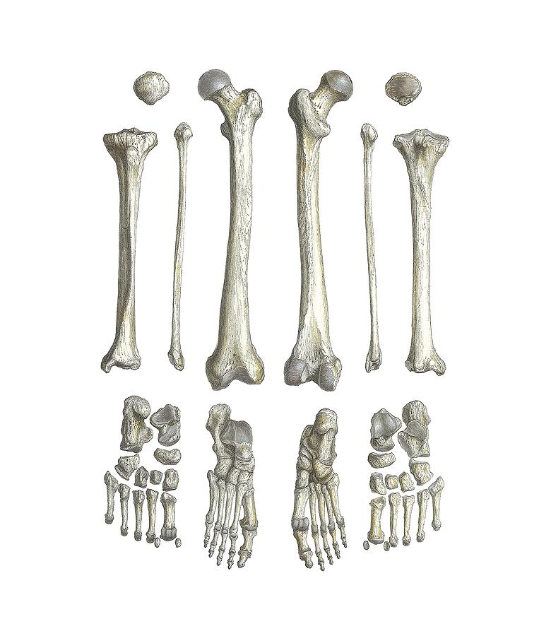 Anatomical Photograph - Leg Bones, Artwork by Mehau Kulyk