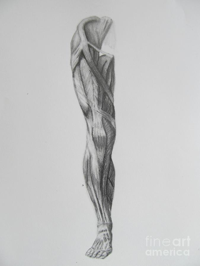 Leg Muscle Drawing by Alyssa Barilar