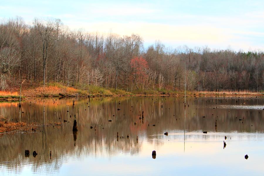 Legion Lake Stumpy Side Photograph by Mark Martin Fine Art America