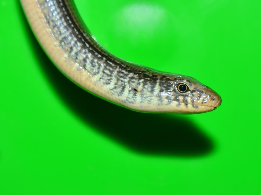 Reptile Photograph - Legoless Green by Lynda Dawson-Youngclaus