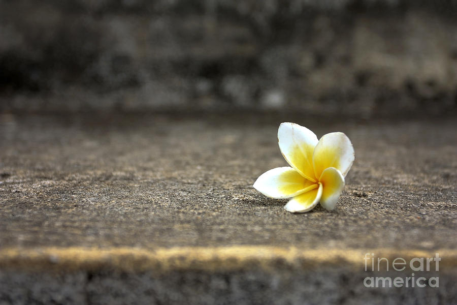 Lei flower Photograph by Patty Malajak - Fine Art America