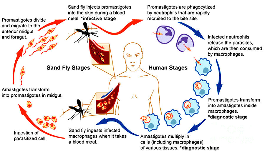 Leishmaniasis Life Cycle Photograph by Science Source
